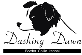 DASHING DAWN BORDER COLLIE KENNEL