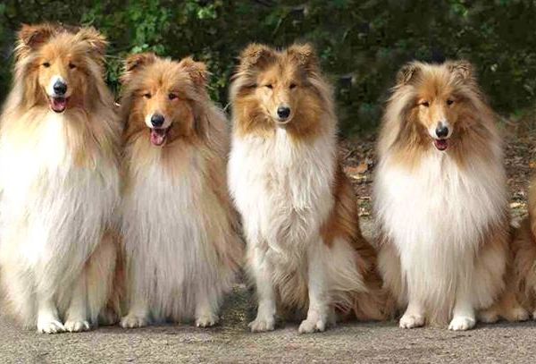 Most Majestic Collie, Sheltie kennel
